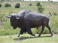 Buffalo Roam